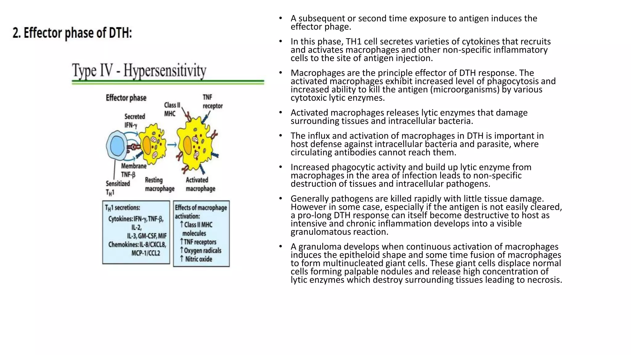 • A subsequent or second time exposure to antigen induces the
effector phage.
• In this phase, TH1 cell secretes varieties of cytokines that recruits
and activates macrophages and other non-specific inflammatory
cells to the site of antigen injection.
• Macrophages are the principle effector of DTH response. The
activated macrophages exhibit increased level of phagocytosis and
increased ability to kill the antigen (microorganisms) by various
cytotoxic lytic enzymes.
• Activated macrophages releases lytic enzymes that damage
surrounding tissues and intracellular bacteria.
• The influx and activation of macrophages in DTH is important in
host defense against intracellular bacteria and parasite, where
circulating antibodies cannot reach them.
• Increased phagocytic activity and build up lytic enzyme from
macrophages in the area of infection leads to non-specific
destruction of tissues and intracellular pathogens.
• Generally pathogens are killed rapidly with little tissue damage.
However in some case, especially if the antigen is not easily cleared,
a pro-long DTH response can itself become destructive to host as
intensive and chronic inflammation develops into a visible
granulomatous reaction.
• A granuloma develops when continuous activation of macrophages
induces the epitheloid shape and some time fusion of macrophages
to form multinucleated giant cells. These giant cells displace normal
cells forming palpable nodules and release high concentration of
lytic enzymes which destroy surrounding tissues leading to necrosis.
 