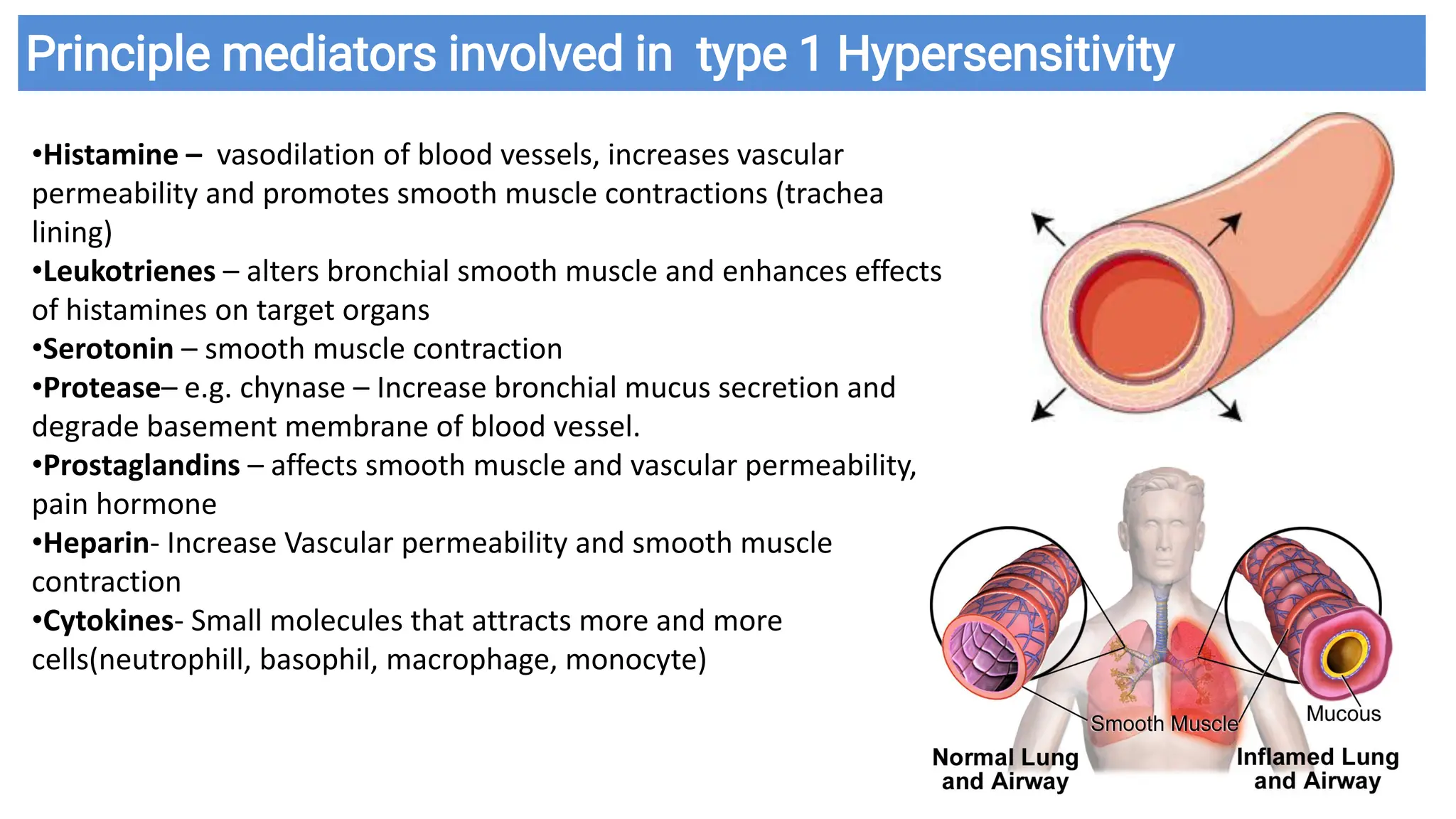 Principle mediators involved in type 1 Hypersensitivity
•Histamine – vasodilation of blood vessels, increases vascular
permeability and promotes smooth muscle contractions (trachea
lining)
•Leukotrienes – alters bronchial smooth muscle and enhances effects
of histamines on target organs
•Serotonin – smooth muscle contraction
•Protease– e.g. chynase – Increase bronchial mucus secretion and
degrade basement membrane of blood vessel.
•Prostaglandins – affects smooth muscle and vascular permeability,
pain hormone
•Heparin- Increase Vascular permeability and smooth muscle
contraction
•Cytokines- Small molecules that attracts more and more
cells(neutrophill, basophil, macrophage, monocyte)
 