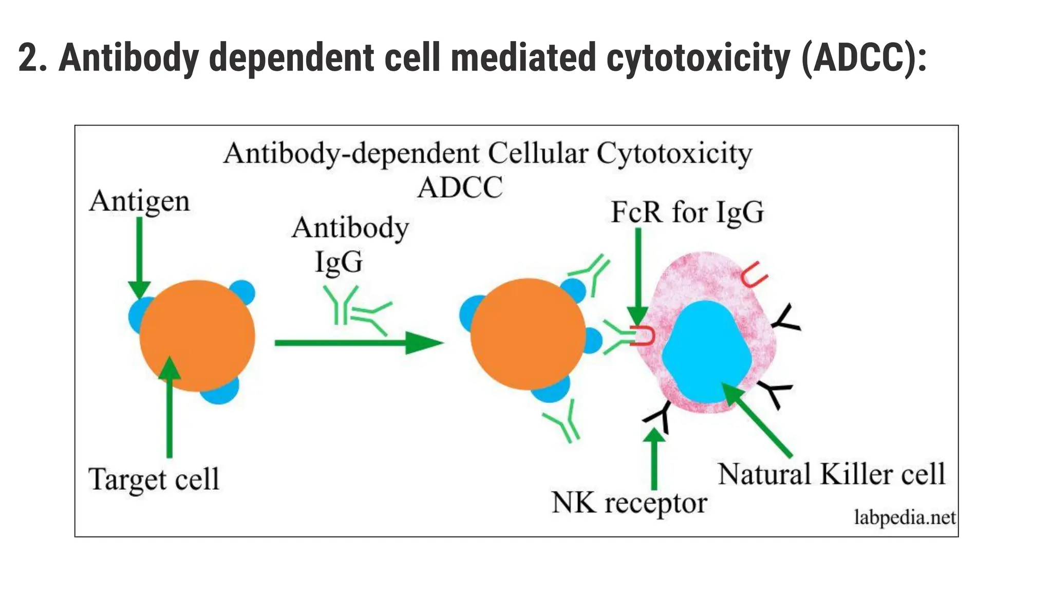 2. Antibody dependent cell mediated cytotoxicity (ADCC):
 