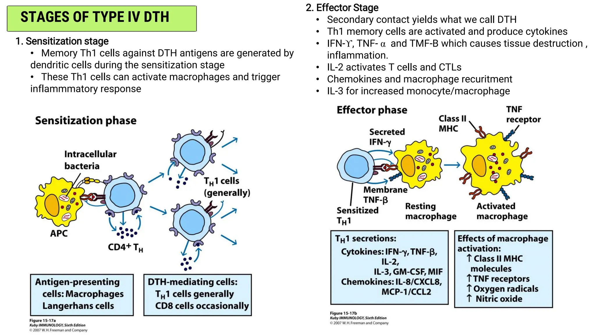 1. Sensitization stage
• Memory Th1 cells against DTH antigens are generated by
dendritic cells during the sensitization stage
• These Th1 cells can activate macrophages and trigger
inflammmatory response
STAGES OF TYPE IV DTH
2. Effector Stage
• Secondary contact yields what we call DTH
• Th1 memory cells are activated and produce cytokines
• IFN-ϒ, TNF- α and TMF-B which causes tissue destruction ,
inflammation.
• IL-2 activates T cells and CTLs
• Chemokines and macrophage recuritment
• IL-3 for increased monocyte/macrophage
 