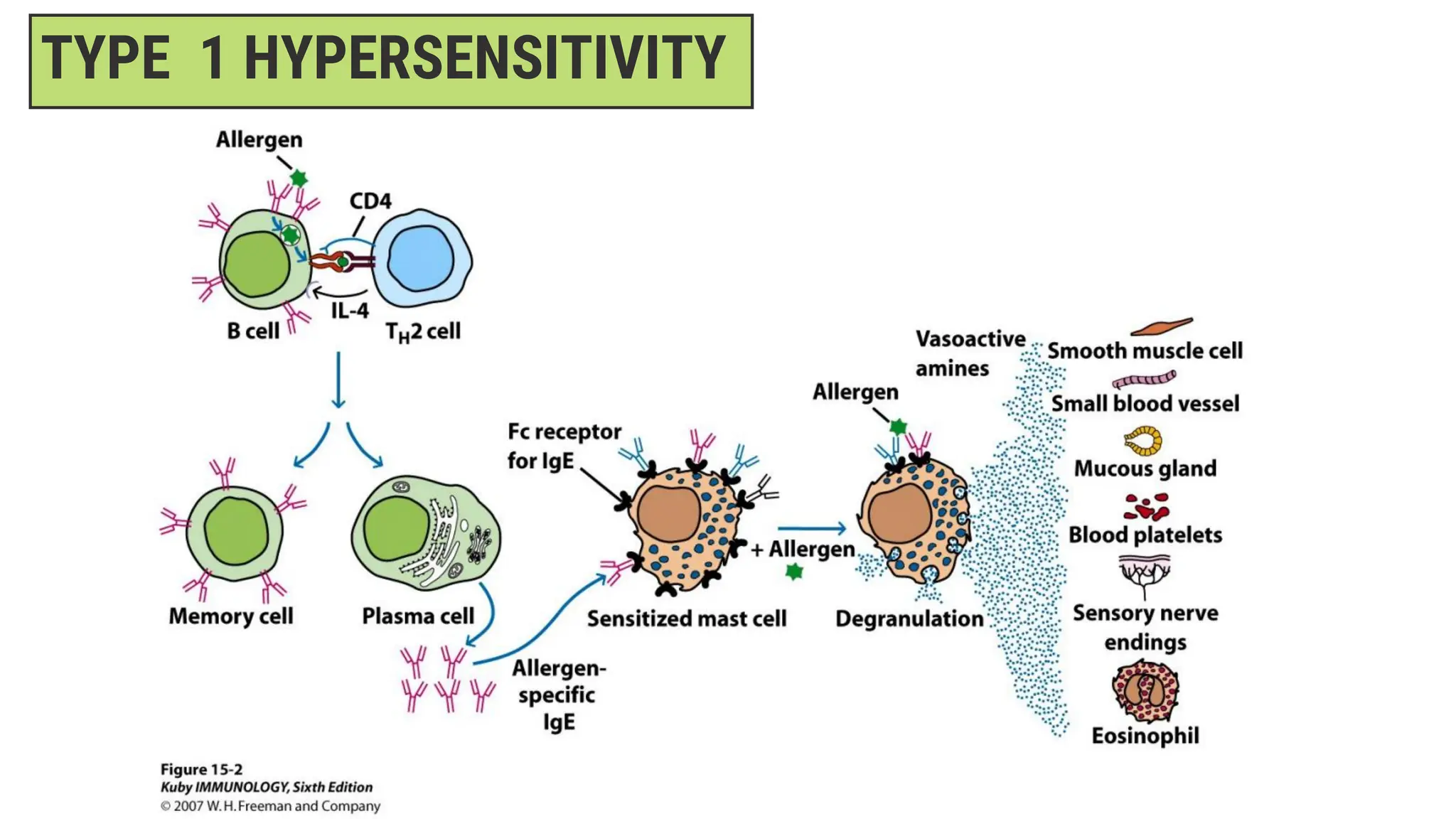 TYPE 1 HYPERSENSITIVITY
 