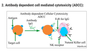2. Antibody dependent cell mediated cytotoxicity (ADCC):
 