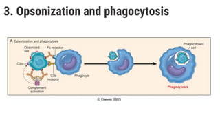 3. Opsonization and phagocytosis
 