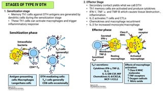 1. Sensitization stage
• Memory Th1 cells against DTH antigens are generated by
dendritic cells during the sensitization stage
• These Th1 cells can activate macrophages and trigger
inflammmatory response
STAGES OF TYPE IV DTH
2. Effector Stage
• Secondary contact yields what we call DTH
• Th1 memory cells are activated and produce cytokines
• IFN-ϒ, TNF- α and TMF-B which causes tissue destruction ,
inflammation.
• IL-2 activates T cells and CTLs
• Chemokines and macrophage recuritment
• IL-3 for increased monocyte/macrophage
 
