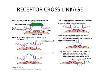 RECEPTOR CROSS LINKAGE
 