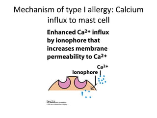 Mechanism of type I allergy: Calcium
influx to mast cell
 