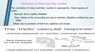Mechanism of Wheal and Flare reaction
The mechanism of wheal and flare reaction is expressed by Triple response of
Lewis:
Red spot: due to capillary dilatation
Flare: redness in the surrounding area due to arteriolar dilatation mediated by axon
reflex.
Wheal: due to exudation of fluid from capillaries and venules
 