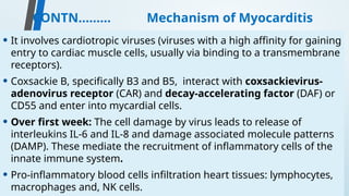 CONTN……… Mechanism of Myocarditis
• It involves cardiotropic viruses (viruses with a high affinity for gaining
entry to cardiac muscle cells, usually via binding to a transmembrane
receptors).
• Coxsackie B, specifically B3 and B5, interact with coxsackievirus-
adenovirus receptor (CAR) and decay-accelerating factor (DAF) or
CD55 and enter into mycardial cells.
• Over first week: The cell damage by virus leads to release of
interleukins IL-6 and IL-8 and damage associated molecule patterns
(DAMP). These mediate the recruitment of inflammatory cells of the
innate immune system.
• Pro-inflammatory blood cells infiltration heart tissues: lymphocytes,
macrophages and, NK cells.
 