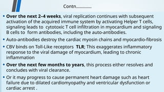 Contn………….
• Over the next 2–4 weeks, viral replication continues with subsequent
activation of the acquired immune system by activating Helper T cells,
signaling leads to cytotoxic T cell infiltration in myocardium and signaling
B cells to form antibodies, including the auto-antibodies.
• Auto-antibodies destroy the cardiac myosin chains and myocardio-fibrosis
• CBV binds on Toll-Like receptors TLR; This exaggerates inflammatory
response to the viral damage of myocardium, leading to chronic
inflammation
• Over the next few months to years, this process either resolves and
concludes with viral clearance.
• Or it may progress to cause permanent heart damage such as heart
failure due to dilated cardiomyopathy and ventricular dysfunction or
cardiac arrest .
 