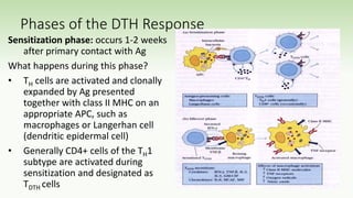 Phases of the DTH Response
Sensitization phase: occurs 1-2 weeks
after primary contact with Ag
What happens during this phase?
• TH cells are activated and clonally
expanded by Ag presented
together with class II MHC on an
appropriate APC, such as
macrophages or Langerhan cell
(dendritic epidermal cell)
• Generally CD4+ cells of the TH1
subtype are activated during
sensitization and designated as
TDTH cells
 