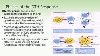 Phases of the DTH Response
Effector phase: occurs upon
subsequent exposure to the Ag
• TDTH cells secrete a variety of
cytokines and chemokines, which
recruit and activate macrophages
• Macrophage activation promotes
phagocytic activity and increased
concentration of lytic enzymes for
more effective killing
• Activated macrophages are also more
effective in presenting Ag and
function as the primary effector cell
 