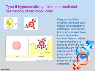 Type II hypersensitivity – immune-mediated
destruction of red blood cells

                              Drug (p=penicillin)
                              modified red blood cells
                              induce the production of
                              antibodies, because the
                              bound drug makes them
                              look foreign to the
                              immune system. When
                              these antibodies are
                              bound to them, the red
                              blood cells are more
                              susceptible to lysis or
                              phagocytosis. Onset is
                              dependent on the
                              presence of specific
                              antibodies.
 