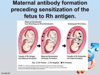 Maternal antibody formation
preceding sensitization of the
     fetus to Rh antigen.
 