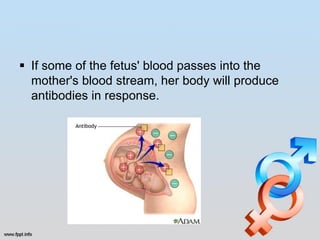  If some of the fetus' blood passes into the
  mother's blood stream, her body will produce
  antibodies in response.
 