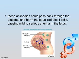  these antibodies could pass back through the
  placenta and harm the fetus' red blood cells,
  causing mild to serious anemia in the fetus.
             http://www.nationwidechildrens.org/rh-incompatibility
 