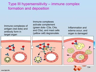 Type III hypersensitivity – immune complex
   formation and deposition


                         Immune complexes
                         activate complement
Immune complexes of
                         (green dots- C3a, C4a,       Inflammation and
antigen (red dots) and
                         and C5a), and mast cells     edema occur, and
antibody form in
                         (yellow cell) degranulate.   organ is damaged
target organ




                                                                     134
 
