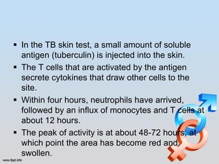  In the TB skin test, a small amount of soluble
  antigen (tuberculin) is injected into the skin.
 The T cells that are activated by the antigen
  secrete cytokines that draw other cells to the
  site.
 Within four hours, neutrophils have arrived,
  followed by an influx of monocytes and T cells at
  about 12 hours.
 The peak of activity is at about 48-72 hours, at
  which point the area has become red and
  swollen.
 