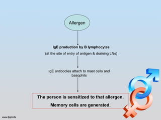 Allergen




        IgE production by B lymphocytes
   (at the site of entry of antigen & draining LNs)



     IgE antibodies attach to mast cells and
                   basophils




The person is sensitized to that allergen.
      Memory cells are generated.
 