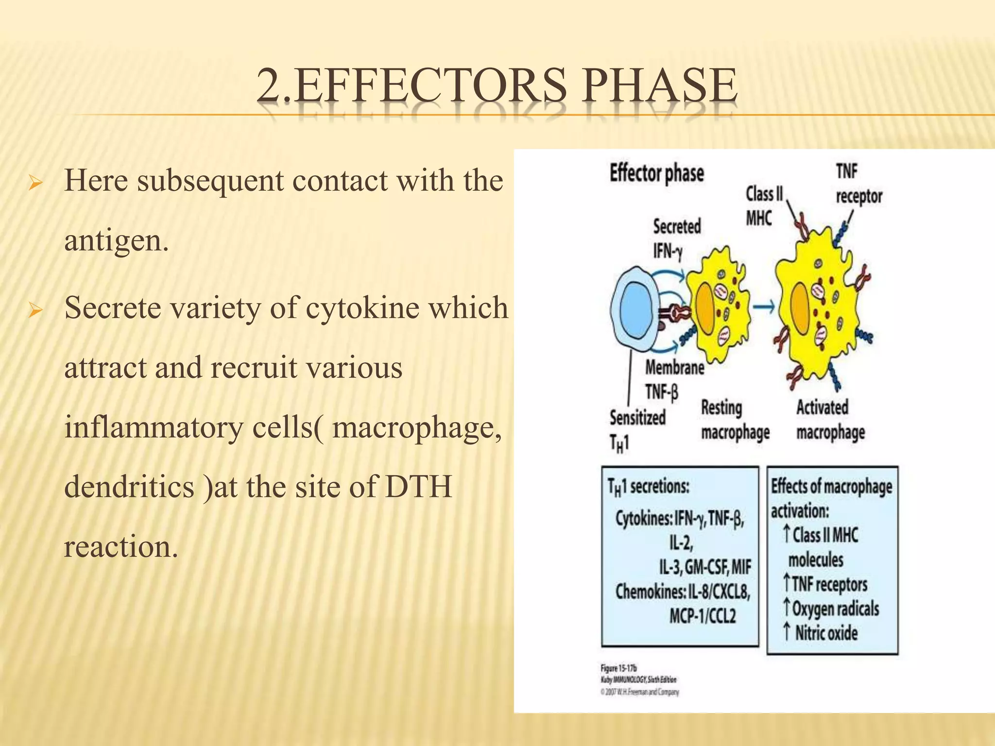 2.EFFECTORS PHASE
 Here subsequent contact with the
antigen.
 Secrete variety of cytokine which
attract and recruit various
inflammatory cells( macrophage,
dendritics )at the site of DTH
reaction.
 