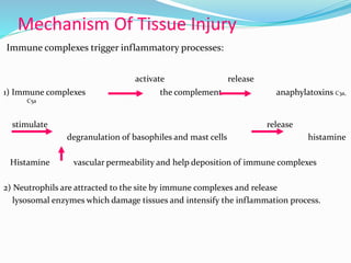 Mechanism Of Tissue Injury
Immune complexes trigger inflammatory processes:
activate release
1) Immune complexes the complement anaphylatoxins C3a,
C5a
stimulate release
degranulation of basophiles and mast cells histamine
Histamine vascular permeability and help deposition of immune complexes
2) Neutrophils are attracted to the site by immune complexes and release
lysosomal enzymes which damage tissues and intensify the inflammation process.
 
