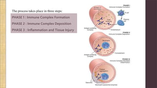 The process takes place in three steps:
PHASE 1 : Immune Complex Formation
PHASE 2 : Immune Complex Deposition
PHASE 3 : Inflammation and Tissue Injury
 