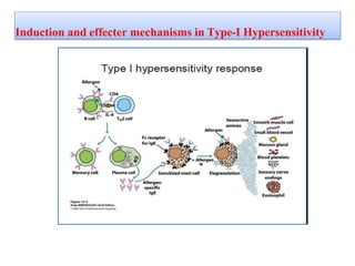 Induction and effecter mechanisms in Type-I Hypersensitivity
 
