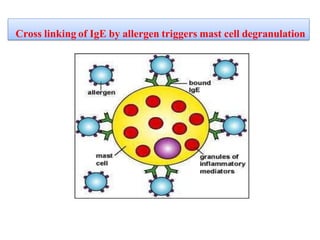 Cross linking of IgE by allergen triggers mast cell degranulation
 