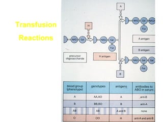 Transfusion
Reactions

 
