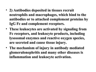 • 2) Antibodies deposited in tissues recruit
neutrophils and macrophages, which bind to the
antibodies or to attached complement proteins by
IgG Fc and complement receptors.
• These leukocytes are activated by signaling from
Fc receptors, and leukocyte products, including
lysosomal enzymes and reactive oxygen species,
are secreted and cause tissue injury.
• The mechanism of injury in antibody mediated
glomerulonephritis and many other diseases is
inflammation and leukocyte activation.

 
