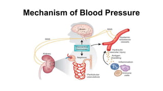 Mechanism of Blood Pressure
 