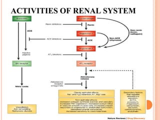 ACTIVITIES OF RENAL SYSTEM
 
