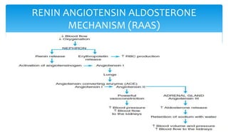 RENIN ANGIOTENSIN ALDOSTERONE
MECHANISM (RAAS)
 
