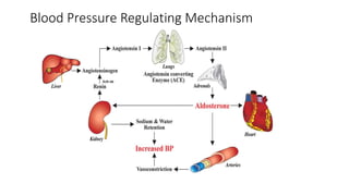 Blood Pressure Regulating Mechanism
 