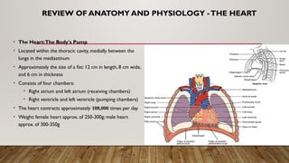 REVIEW OF ANATOMY AND PHYSIOLOGY -THE HEART
• The Heart:The Body's Pump
• Located within the thoracic cavity, medially between the
lungs in the mediastinum
• Approximately the size of a fist: 12 cm in length, 8 cm wide,
and 6 cm in thickness
• Consists of four chambers:
• Right atrium and left atrium (receiving chambers)
• Right ventricle and left ventricle (pumping chambers)
• The heart contracts approximately 108,000 times per day
• Weight: female heart approx. of 250-300g; male heart
approx. of 300-350g
 