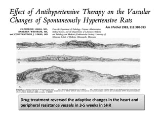 Drug treatment reversed the adaptive changes in the heart and
peripheral resistance vessels in 3-5 weeks in SHR
Am J Pathol 1983, 111:380-393
 