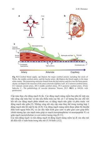 a ACA Front b
ACA
ICA MCA
PCA
Basilar a.
ACA
Vertebral a. Back MCA
ICA
c
Glial basal lamina
Vascular
basal lamina
Perivascular space
Smooth
muscle
Astrocyte end-feet Pericyte
Endothelial
basal lamina Tight junctions
Endothelial cells
82 A.M. Dorrance
Artery Arteriole Capillary
Fig. 5.1 Cerebral blood supply. (a) Depicts the major cerebral arteries including the circle of
Willis, the middle cerebral artery, and the basilar artery. (b) Depicts the blood supply to the deep
white matter. The penetrating arterioles branch from the pial arteries and dive into the brain paren-
chyma. (c) Depicts the structure of the artery/arteriole/capillary wall. ACA anterior cerebral artery,
ICA internal carotid artery, MCA middle cerebral artery, PCA posterior cerebral artery. (From
Iadecola, C., The pathobiology of vascular dementia. Neuron, 2013. 80(4): p. 844-66, with
permission)
Cấp máu thay cho động mạch bị tắc. Các động mạch màng mềm bao phủ bề mặt của
não cũng cấp máu bảo vệ não nếu thiếu máu cục bộ. có 1 số lượng lớn các chỗ nối
kết nối các động mạch phân nhánh sau và động mạch não giữa và phía trước với
động mạch não giữa [5]. Những vòng nối này cấp máu thay thế trong trường hợp 1
động mạch nhỏ bề mặt bị tắc [6-8]. Các động mạch màng mềm được phân bố theohệ
thần kinh ngoại biên [9], và các dây thần kinh giao cảm và phó giao cảm giúp điều
chỉnh trương lực của mạch máu giúp co mạch (norepinephrine và neuropeptide Y) và
giãn mạch (acetylcholine và oxit nitric) tương ứng [9-11].
Các tiểu động mạch và tiểu động mạch từ động mạch màng mềm lại đi vào nhu mô
để điều tiết vi tuần hoàn trong nhu mô (5.1b hình.) [12].
 