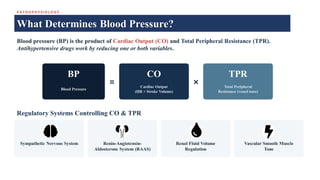 P A T H O P H Y S I O L O G Y
What Determines Blood Pressure?
Blood pressure (BP) is the product of Cardiac Output (CO) and Total Peripheral Resistance (TPR).
Antihypertensive drugs work by reducing one or both variables.
BP
Blood Pressure
=
CO
Cardiac Output
(HR × Stroke Volume)
×
TPR
Total Peripheral
Resistance (vessel tone)
Regulatory Systems Controlling CO & TPR
Sympathetic Nervous System Renin-Angiotensin-
Aldosterone System (RAAS)
Renal Fluid Volume
Regulation
Vascular Smooth Muscle
Tone
 