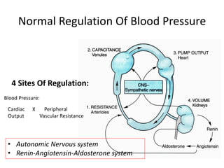 Normal Regulation Of Blood Pressure
4 Sites Of Regulation:
Blood Pressure:
Cardiac X Peripheral
Output Vascular Resistance
• Autonomic Nervous system
• Renin-Angiotensin-Aldosterone system
 