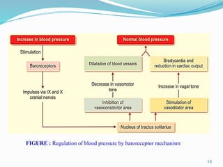13
FIGURE : Regulation of blood pressure by baroreceptor mechanism
 