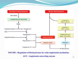 14
FIGURE : Regulation of blood pressure by renin angiotensin mechanism.
ACE = Angiotensin converting enzyme
 