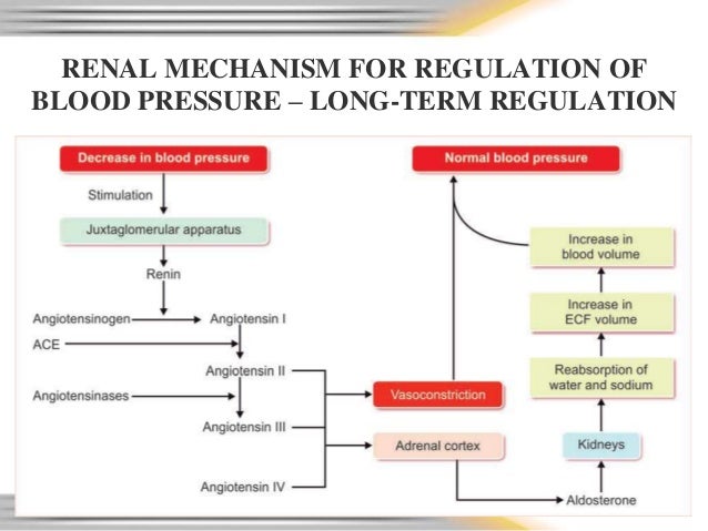 Long term regulation of blood pressure