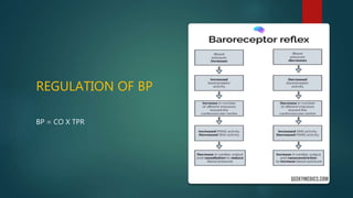 REGULATION OF BP
BP = CO X TPR
 