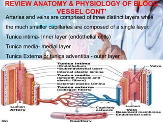 REVIEW ANATOMY & PHYSIOLOGY OF BLOOD
VESSEL CONT’
Arteries and veins are comprised of three distinct layers while
the much smaller capillaries are composed of a single layer.
Tunica intima- Inner layer (endothelial cells)
Tunica media- medial layer
Tunica Externa or tunica adventitia - outer layer
 