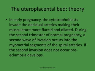 The uteroplacental bed: theoryIn early pregnancy, the cytotrophoblasts invade the decidual arteries making their musculature more flaccid and dilated. During the second trimester of normal pregnancy, a second wave of invasion occurs into the myometrial segments of the spiral arteries. If the second invasion does not occur pre-eclampsia develops.www.freelivedoctor.com
