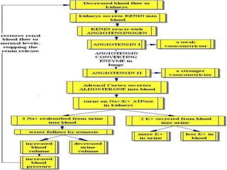 Hypertensive heart failure