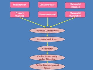 Pressure
Overload
Hypertension
Volume Overload
Valvular Disease
Myocardial
Dysfunction
Myocardial
Infarction
Increased Wall Stress
Increased Cardiac Work
Cell Stretch
Cardiac Hypertrophy
and or Dilatation
Cardiac Dysfunction and
Failure
 