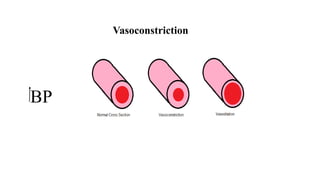 Vasoconstriction
BP
 