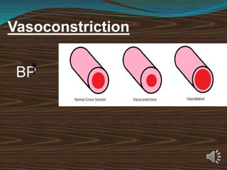 Vasoconstriction
BP
 