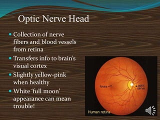 Optic Nerve Head
 Collection of nerve
fibers and blood vessels
from retina
 Transfers info to brain’s
visual cortex
 Slightly yellow-pink
when healthy
 White ‘full moon’
appearance can mean
trouble!
 