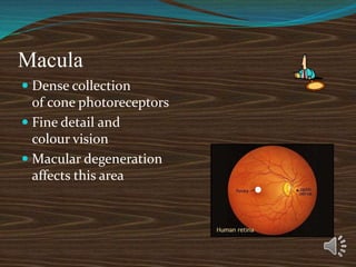 Macula
 Dense collection
of cone photoreceptors
 Fine detail and
colour vision
 Macular degeneration
affects this area
 